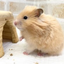 最新画像！つやつやのふわふわ～　サテンハムスター