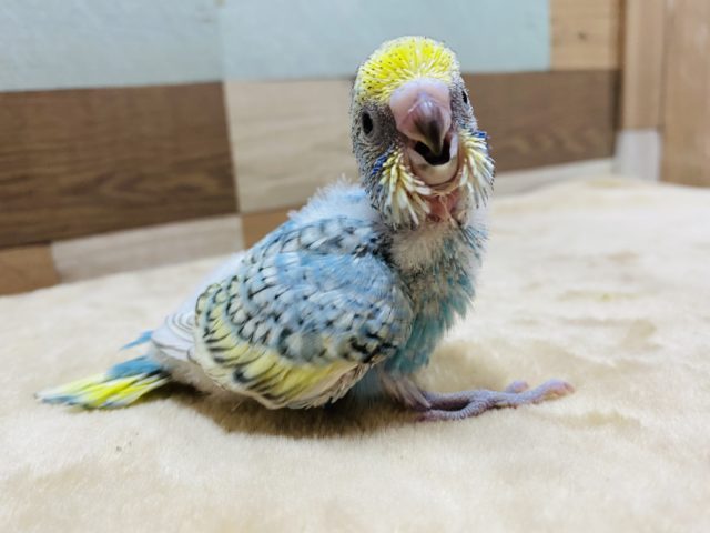 セキセイインコ