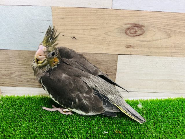 オカメインコ