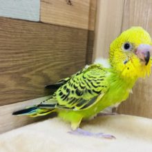元気いっぱいなセキセイインコがやって来ました〜