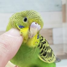 べたなれだよ！セキセイインコノーマル