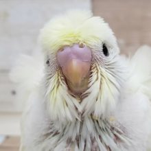 綺麗なクリームカラー？羽衣セキセイインコ入荷です。
