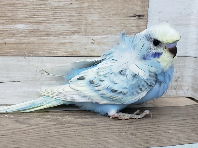 羽衣セキセイインコ