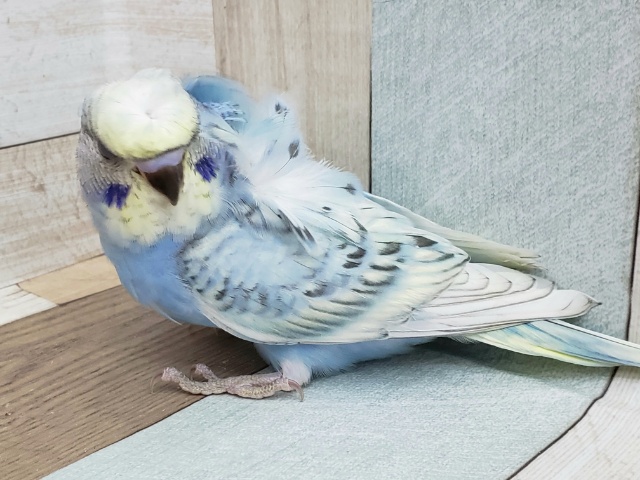 羽衣セキセイインコ