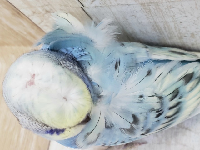 羽衣セキセイインコ