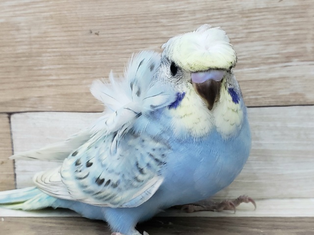 羽衣セキセイインコ