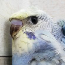 目力かなり強！羽衣セキセイインコ入荷です。