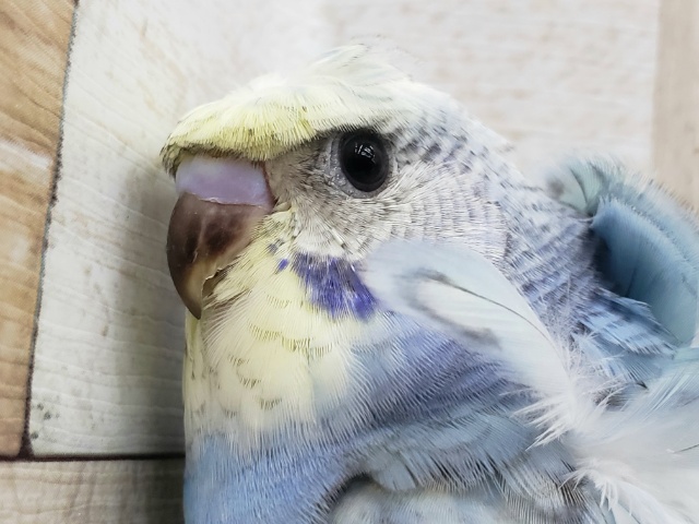 目力かなり強！羽衣セキセイインコ入荷です。