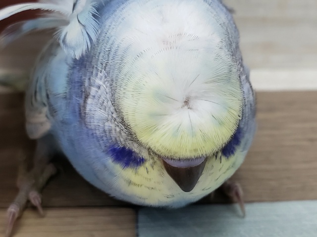 羽衣セキセイインコ