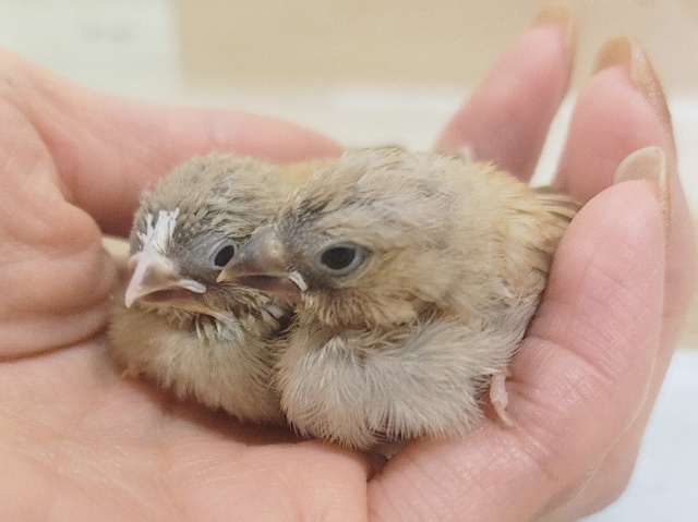 錦花鳥（キンカチョウ）