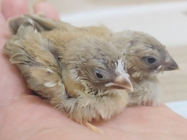 錦花鳥（キンカチョウ）