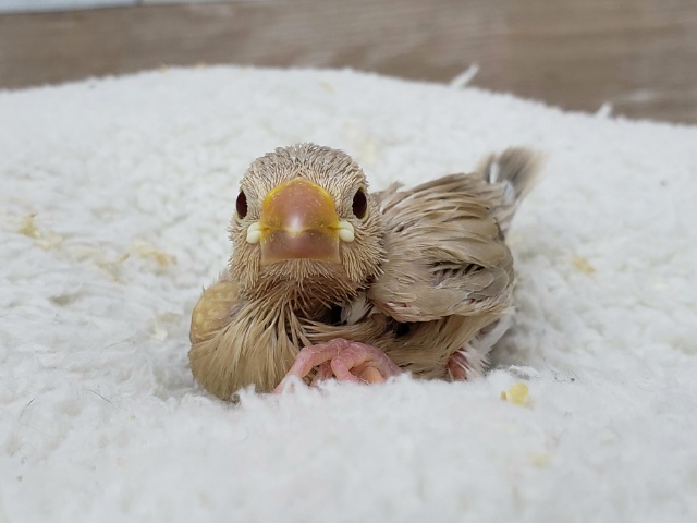 シナモン文鳥