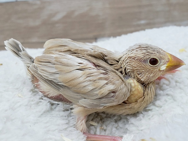 シナモン文鳥