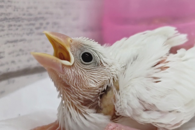 元気いっぱい💪　白文鳥