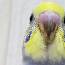 不思議な柄？レインボーパイドセキセイインコ