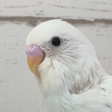 真っ白鮮やか〜🤍　セキセイインコ(ホワイトダブルファクター)