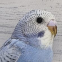 クリッと黒目が可愛らしい☺️　セキセイインコ(スパングル)