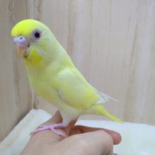 とっても甘えん坊！なセキセイインコちゃんいますよ〜