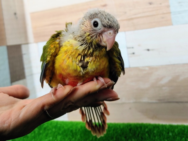 ホオミドリウロコインコ