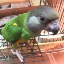 セネガルパロットの入荷予定となります～～　小山店☆