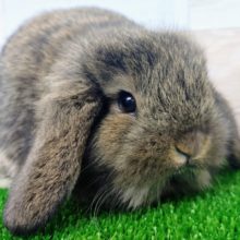 まん丸ボディー❤ロップイヤーラビットさん入荷しました〜❤