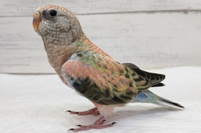 アキクサインコ（秋草インコ）