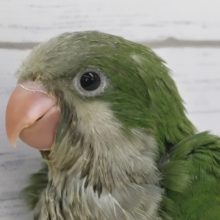 眩しいグリーンカラー🍀　オキナインコ(ノーマル)