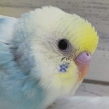 黄色いおでこが可愛らしい〜🌈　セキセイインコ(パステルレインボーパイド)