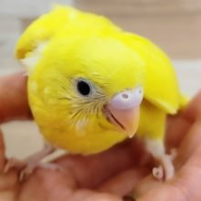 最新画像更新☆セキセイインコ(ダブルファクター)のヒナ入荷しました〜❤