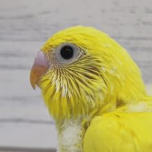 ヒヨコみたいなフォルム💛　セキセイインコ(ダブルファクター)