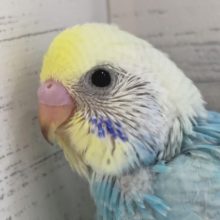 圧倒的美しさ〜🌈　セキセイインコ(パステルレインボー)