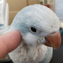 淡〜いブルーが鮮やかです💙　オキナインコ(ブルーオパーリン)