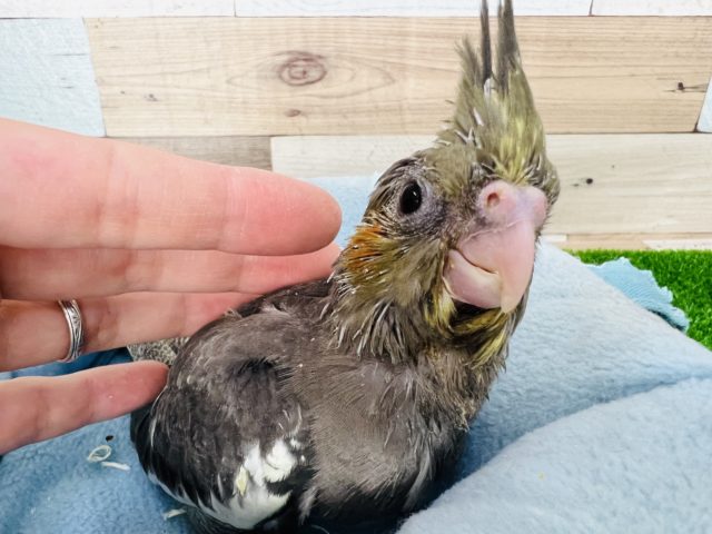 オカメインコ