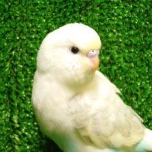 ふとした表情がなんだか、優しいね～ぇ　セキセイインコ　パステルレインボーハルクイン♫