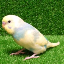 手のお肉が好きなんですーー　セキセイインコ　パステルレインボーパイド