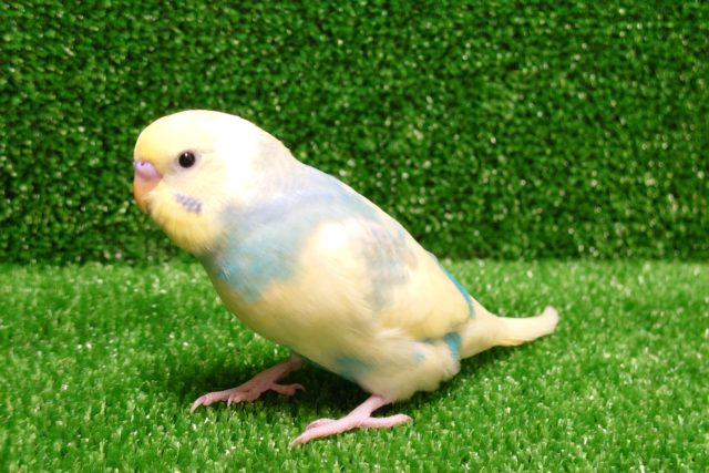 手のお肉が好きなんですーー　セキセイインコ　パステルレインボーパイド