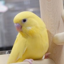 黄色のぶどう目さん☆　セキセイインコ　ダブルファクターです！