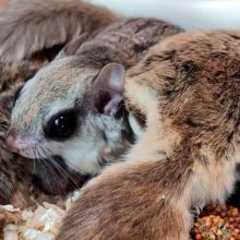 ひさしぶり！近日、アメリカモモンガ入荷予定です☆☆☆