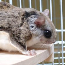 くりっくりの瞳です☆☆　アメリカモモンガ　久々の入荷です☆