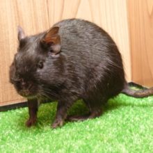 表情がなんとも魅力♫　デグー　ブラックです！