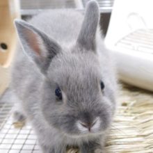 はぁ～～。。。何やっても可愛い。。ネザーランドドワーフラビット☆