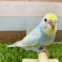 ヒナエサ卒業！手乗りになってますよ〜セキセイインコパステルレインボー♪