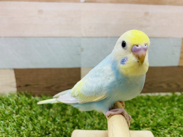 ヒナエサ卒業！手乗りになってますよ〜セキセイインコパステルレインボー♪