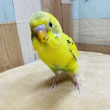 とっても元気なセキセイさんです☆セキセイインコイエローハルクイン♪