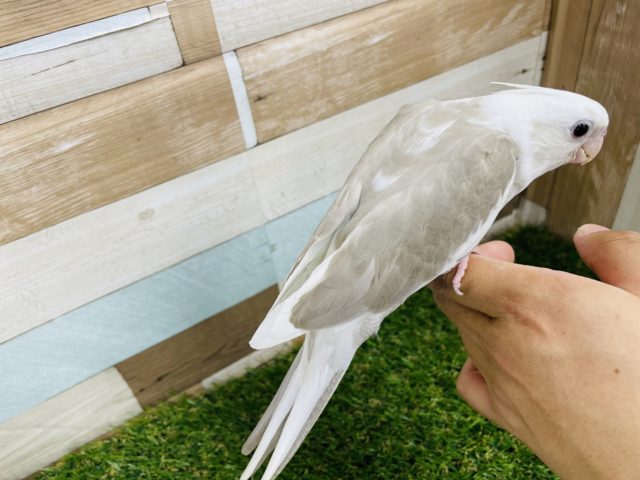 オカメインコ