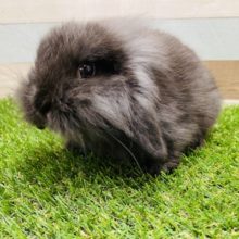 最新画像有り☆もふもふ真っ黒うさちゃん☆ロップイヤーラビットの女の子！
