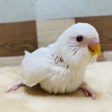 美白なセキセイインコアルビノ♪久々にやって来ました〜