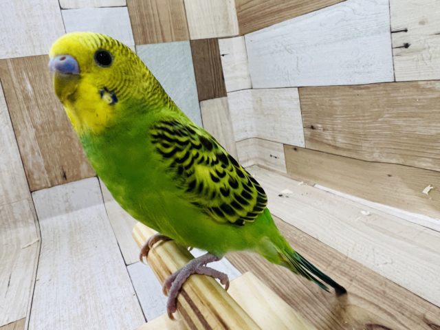 肩乗り セキセイインコ 東京からもほど近い 千葉県 神奈川県 埼玉県でセキセイインコ を販売するペットショップ