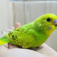定番人気カラー！！　セキセイインコのスパングル！