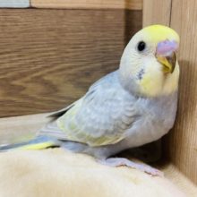 レアカラーのセキセイインコ！！イエローフェイスパステルオパーリン入舎しました★